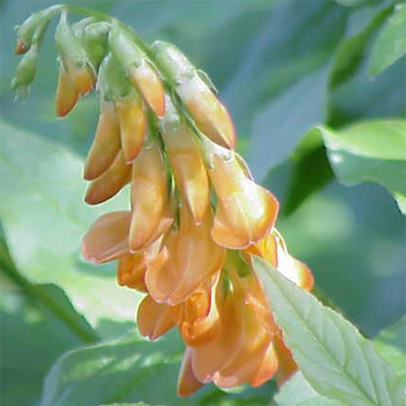 Lathyrus aureus - Orobus dorado (Floración)