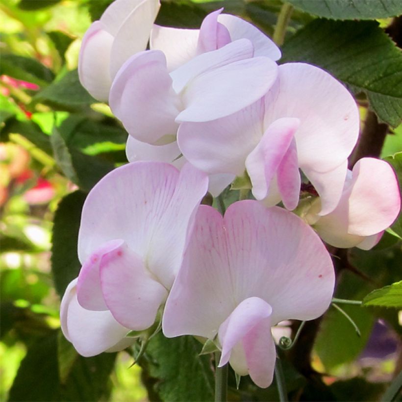 Lathyrus latifolius Pink Pearl - Albejana (Floración)