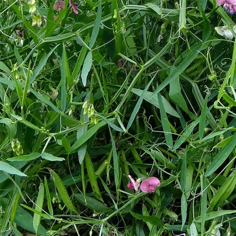 Lathyrus latifolius Red Pearl - Albejana (Follaje)