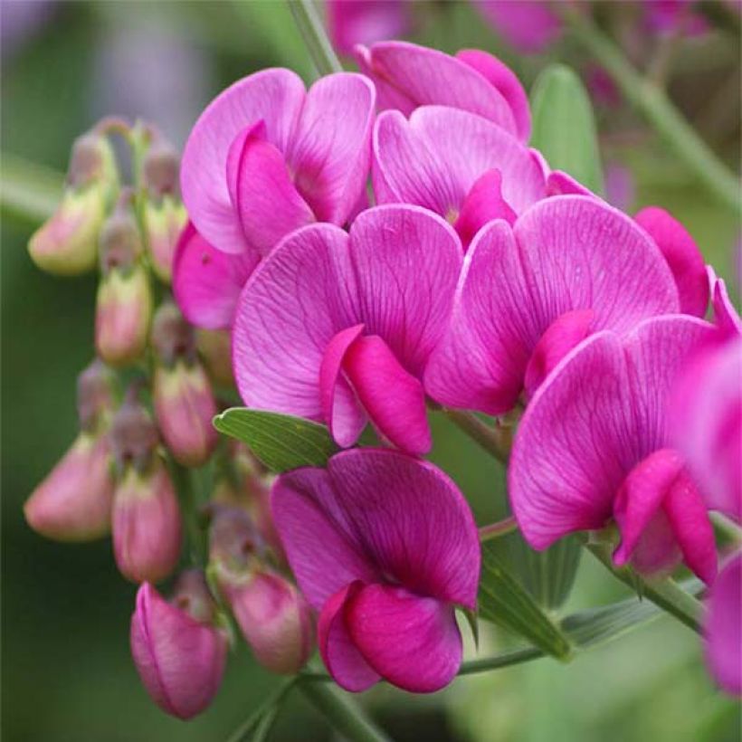 Lathyrus latifolius Red Pearl - Albejana (Floración)