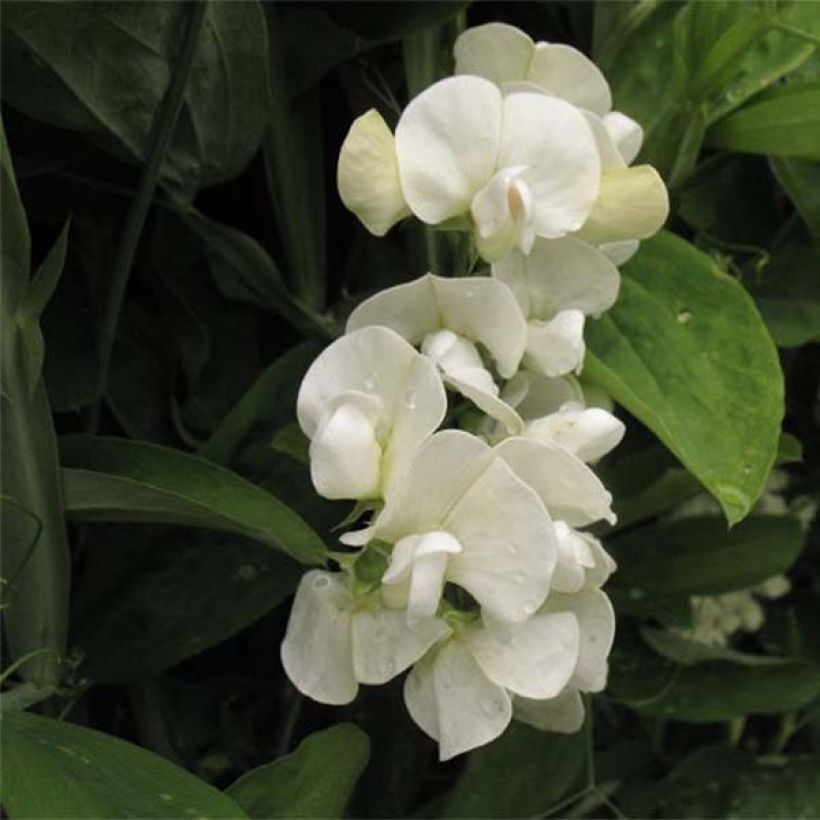 Lathyrus latifolius White Pearl - Albejana (Floración)