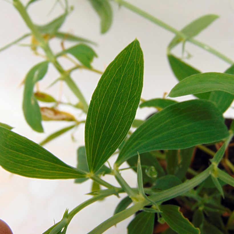 Lathyrus latifolius White Pearl - Albejana (Follaje)