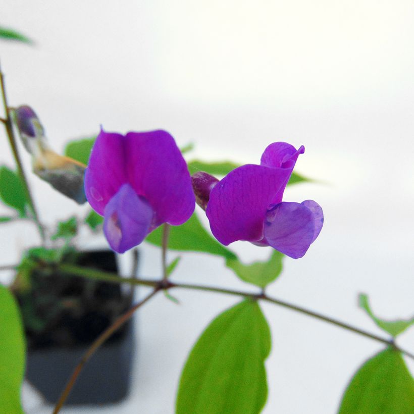 Lathyrus vernus - Arveja de primavera (Floración)