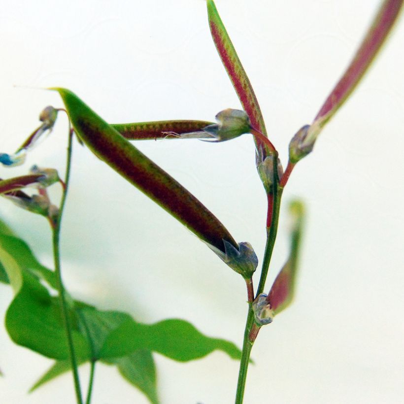 Lathyrus vernus - Arveja de primavera (Cosecha)