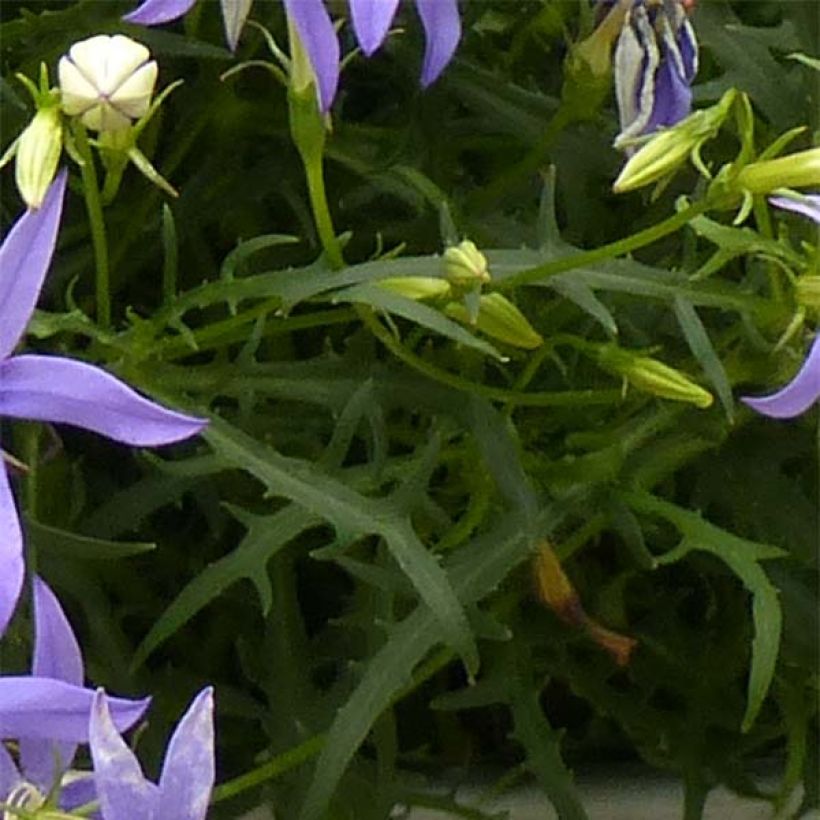 Isotoma axillaris Beth's Blue (Follaje)