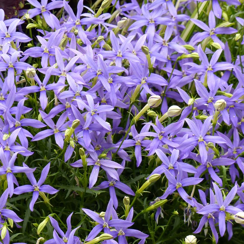 Isotoma axillaris Beth's Blue (Floración)