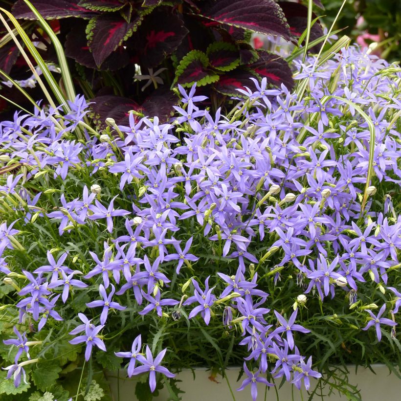 Isotoma axillaris Beth's Blue (Porte)