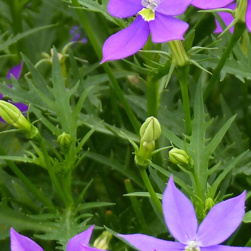 Isotoma axillaris Fizz'n'Pop Glowing Purple (Follaje)