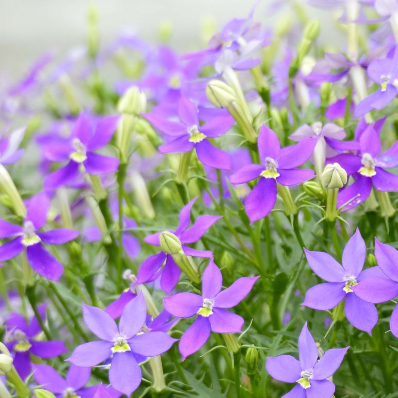 Isotoma axillaris Fizz'n'Pop Glowing Purple (Floración)