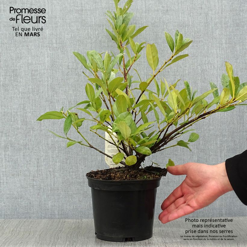 Laurier Cerise - Prunus laurocerasus Mano en pot de 2L/3L Ejemplar entregado en invierno