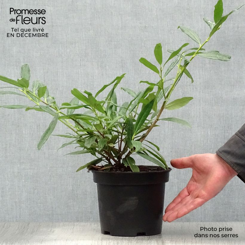 Laurier Cerise Zabeliana - Prunus laurocerasus en pot de 4L/5L Ejemplar entregado en invierno