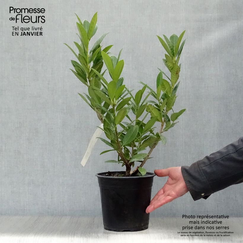 Laurier cerise - Prunus laurocerasus Greentorch Pot de 3L/4L Ejemplar entregado en invierno