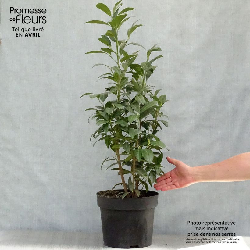 Laurier cerise - Prunus laurocerasus Herbergii 80/100 cm en pot de 10L Ejemplar entregado en la primavera