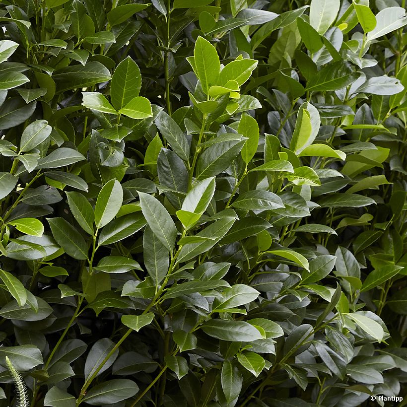 Laurel cerezo Obelisk - Prunus laurocerasus (Follaje)