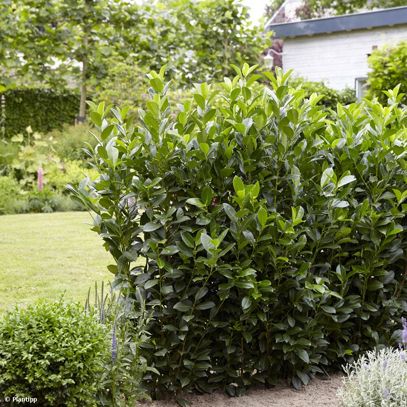 Laurel cerezo Obelisk - Prunus laurocerasus (Porte)