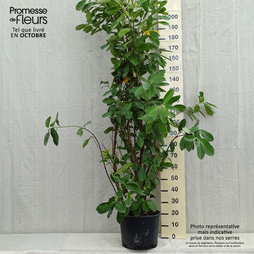 Ejemplar de Laurier cerise - Prunus laurocerasus Rotundifolia 150+cm en pot de 18L/20L entregado en otoño