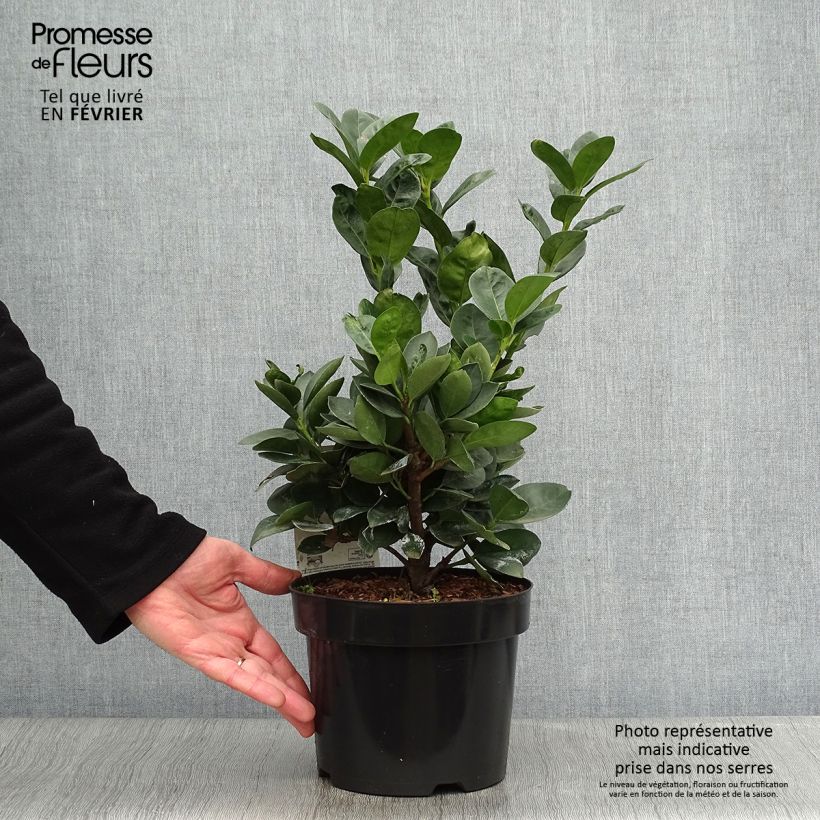 Laurier cerise nain - Prunus Laurocerasus Miniredia Pot de 2L/3L Ejemplar entregado en invierno