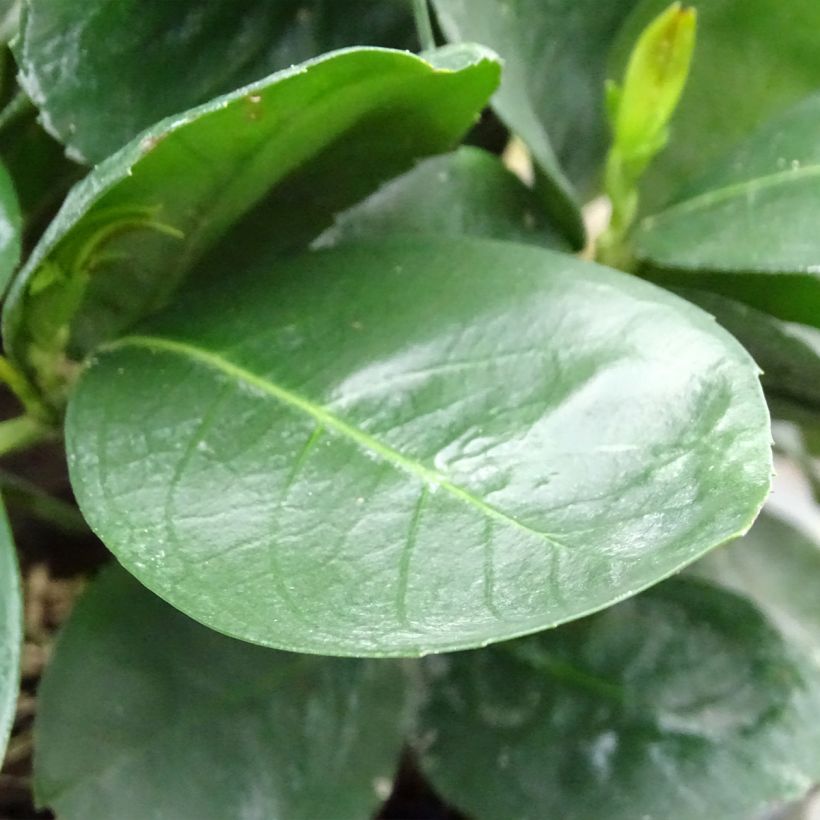 Laurel cerezo Miniredia - Prunus laurocerasus (Follaje)