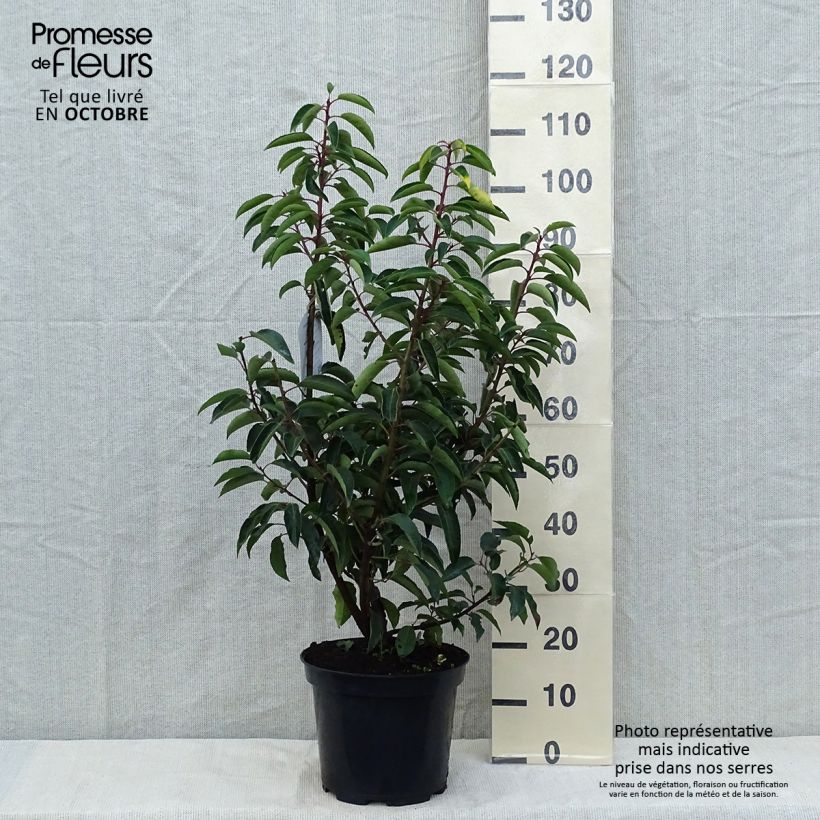 Ejemplar de Laurier du Portugal - Prunus lusitanica 80cm+ en pot de 10L entregado en otoño