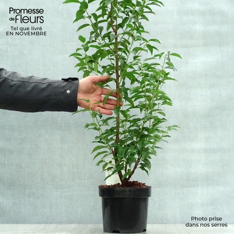 Ejemplar de Laurier du Portugal - Prunus lusitanica Angustifolia 60/80cm en pot de 3.5L entregado en otoño