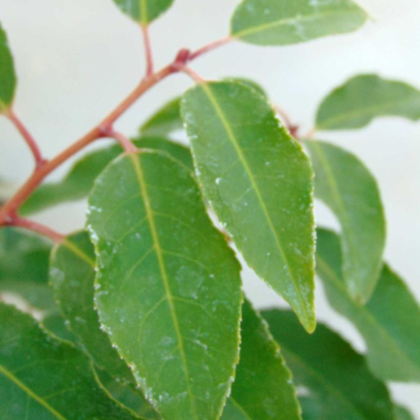 Laurel portugués Angustifolia - Prunus lusitanica (Follaje)