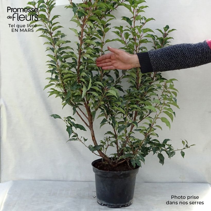 Laurier du Portugal - Prunus lusitanica Brenelia Pot de 7,5L/10L Ejemplar entregado en invierno