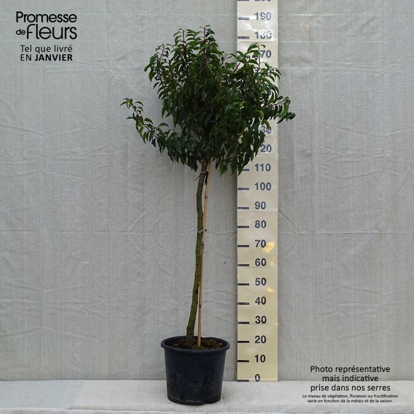 Laurier du Portugal - Prunus lusitanica Myrtifolia Demi-tige en pot de 12l/15l Ejemplar entregado en invierno