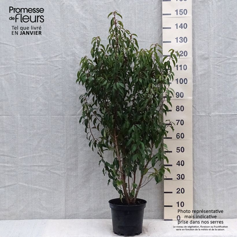 Laurier du Portugal - Prunus lusitanica Myrtifolia en pot de 6L/7L Ejemplar entregado en invierno