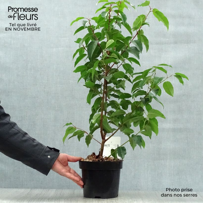 Ejemplar de Laurier du Portugal - Prunus lusitanica en pot de 3,5L entregado en otoño