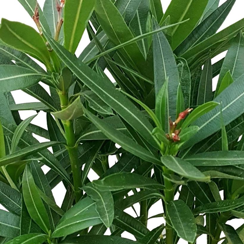 Adelfa blanca - Nerium oleander Alsace (Follaje)