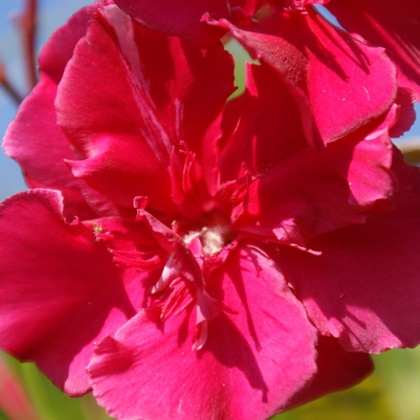 Adlefa roja - Nerium oleander Commandant Barthélemy (Floración)