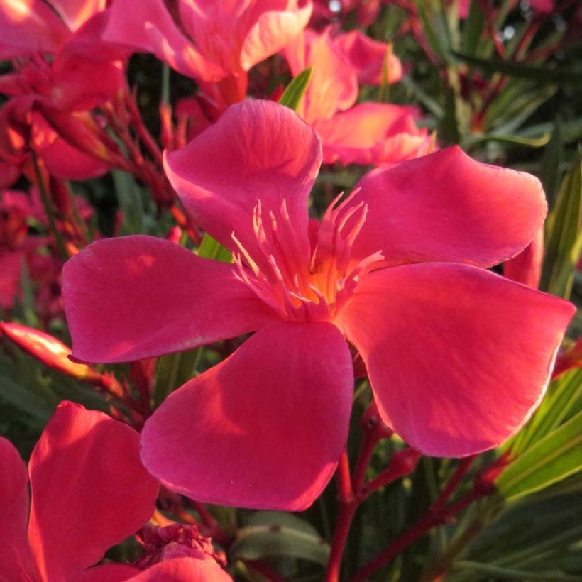 Adlefa rosa - Nerium oleander Papa Gambetta (Floración)