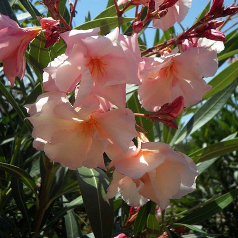 Adlefa - Nerium oleander Provence (Floración)