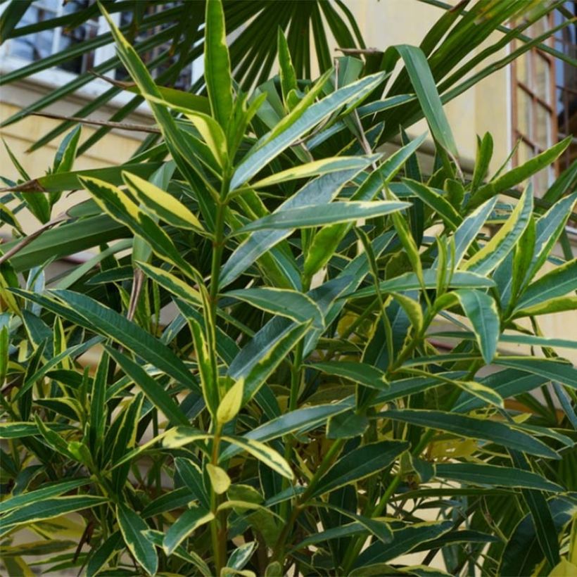 Adlefa - Nerium oleander Variegata (Follaje)