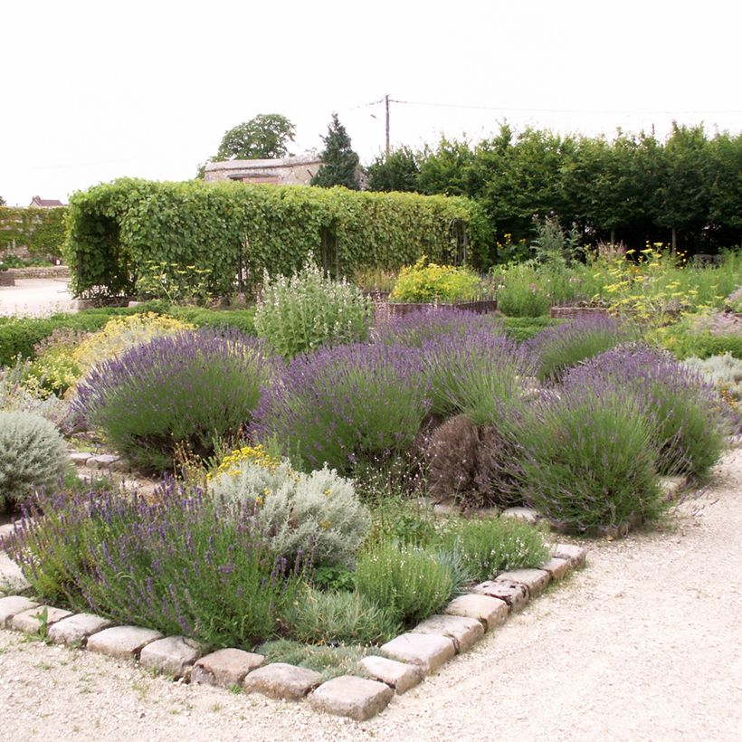 Lavanda - Lavandula officinalis (Porte)