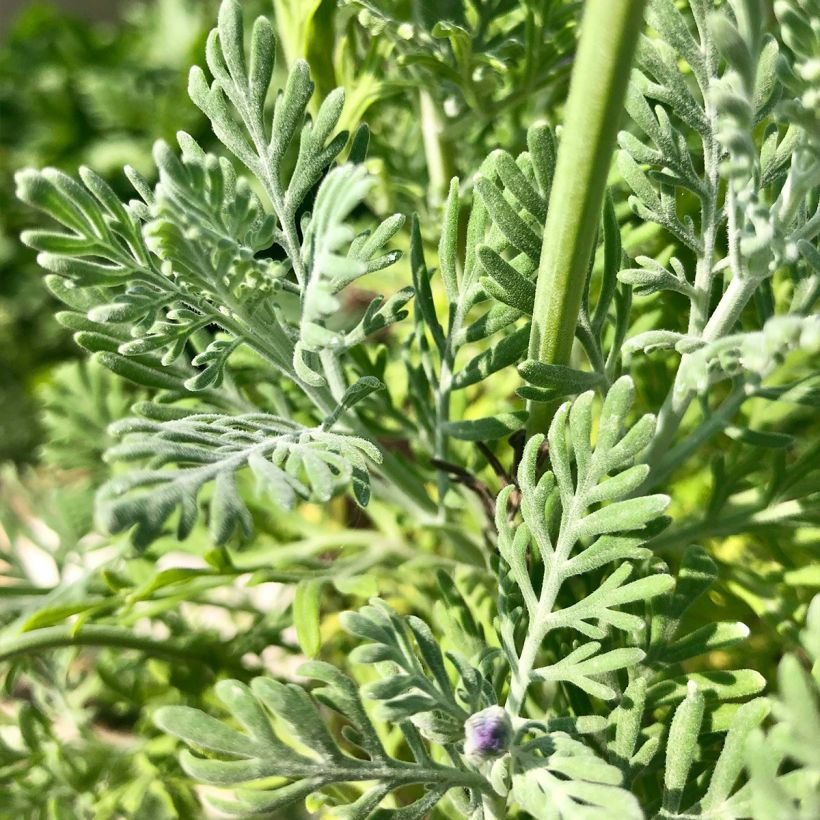 Lavanda pinnata - Matorrisco de Lanzarote (Follaje)