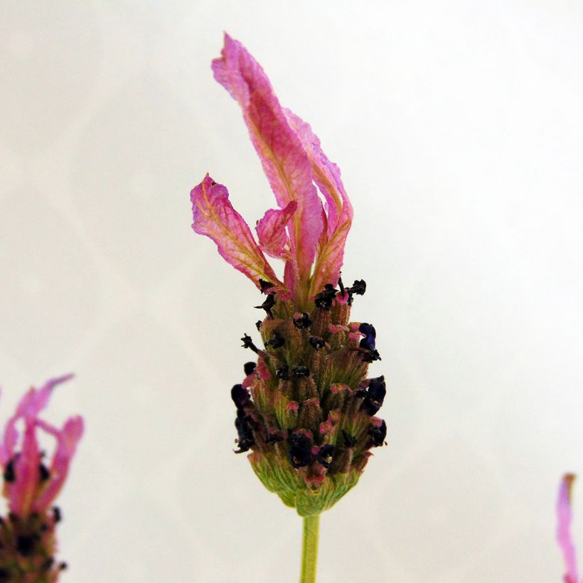 Lavanda stoechas - Cantueso (Floración)