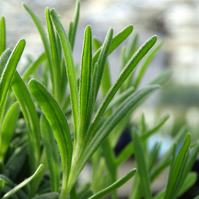 Lavanda angustifolia Alba (Follaje)