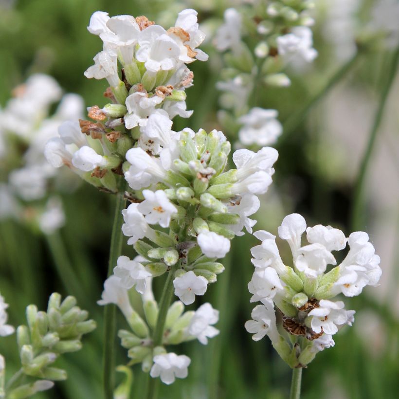 Lavanda angustifolia Alba (Floración)