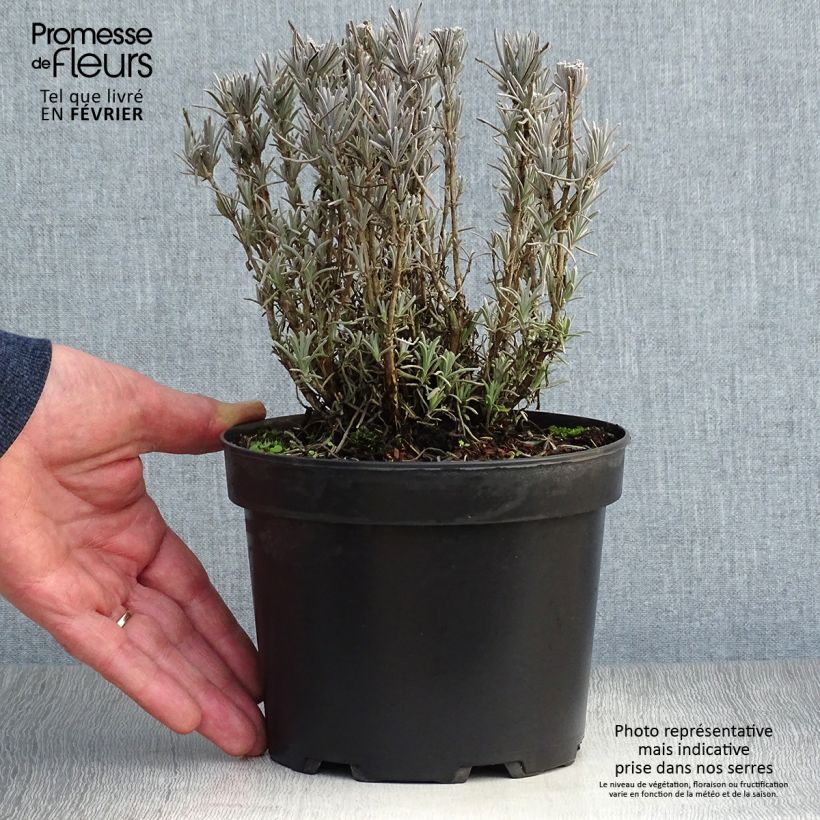 Lavande vraie - Lavandula angustifolia Alba en pot de 2/3 litres Ejemplar entregado en invierno