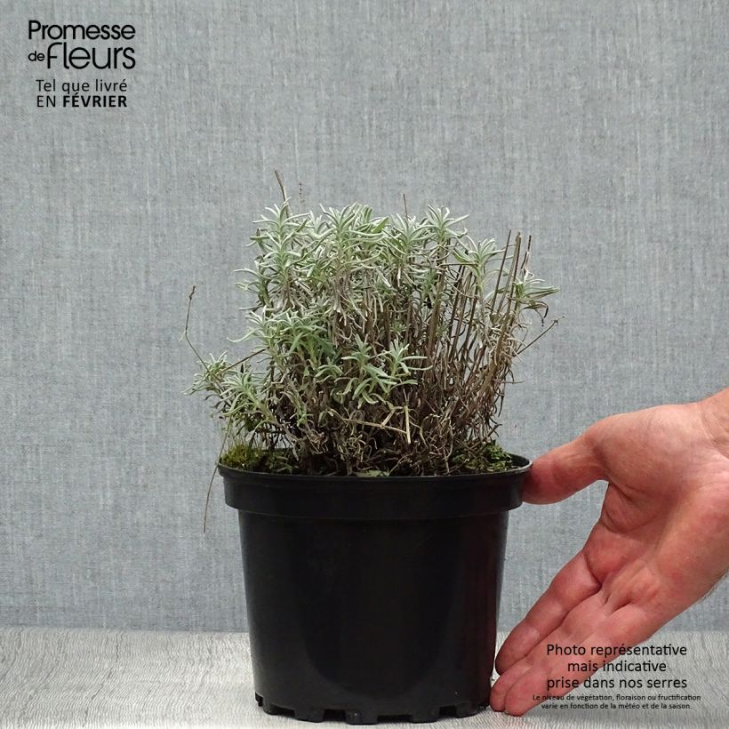 Ejemplar de Lavande vraie - Lavandula angustifolia Hidcote en pot de 1.5L/2L entregado en otoño