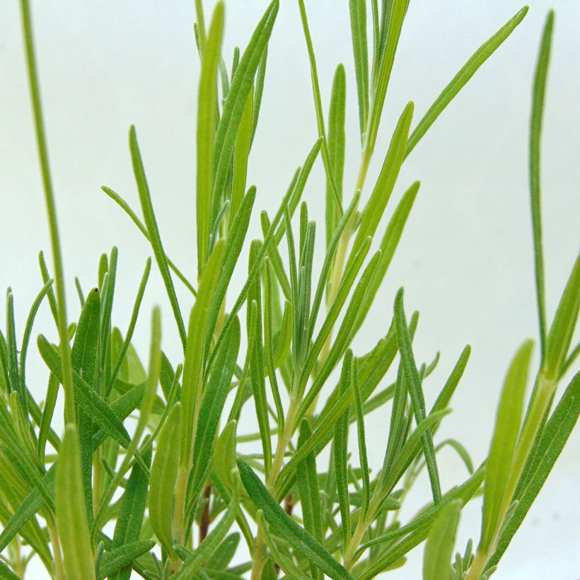 Lavanda angustifolia Rosea (Follaje)