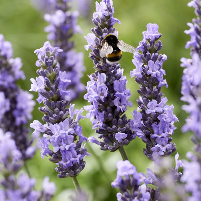 Lavanda intermedia Sensational! - Lavandín (Floración)