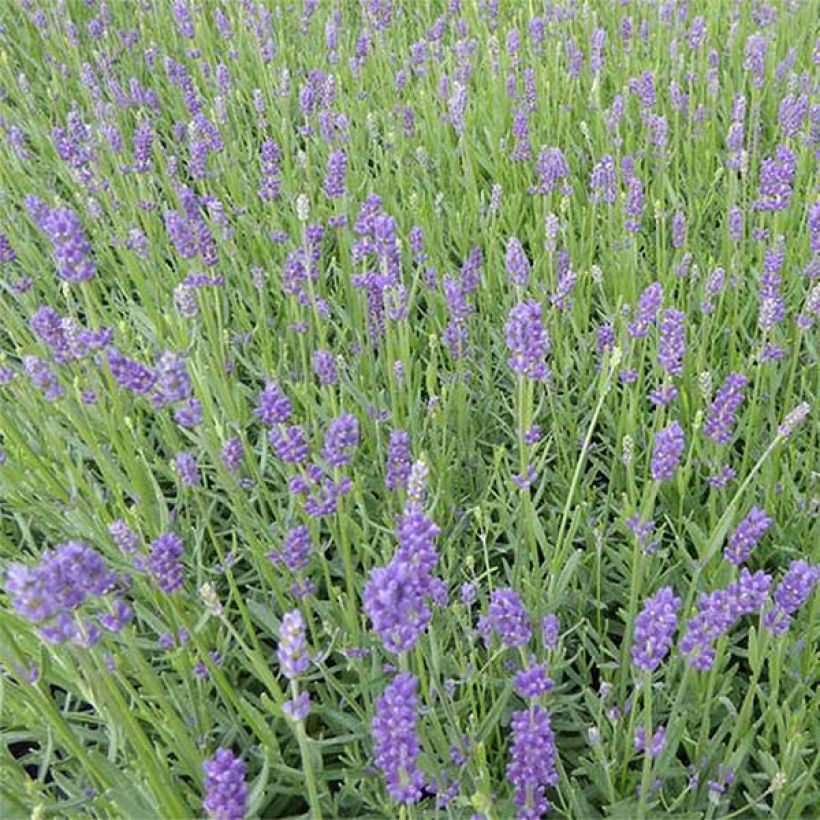 Lavanda angustifolia Essence Purple (Floración)