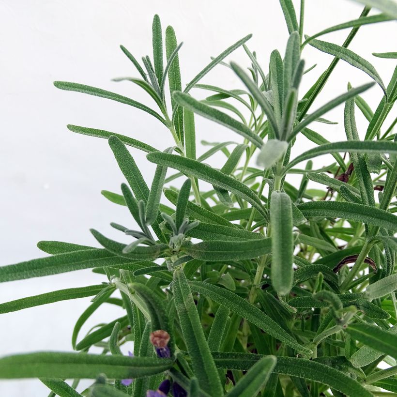 Lavanda angustifolia Essence Purple (Follaje)