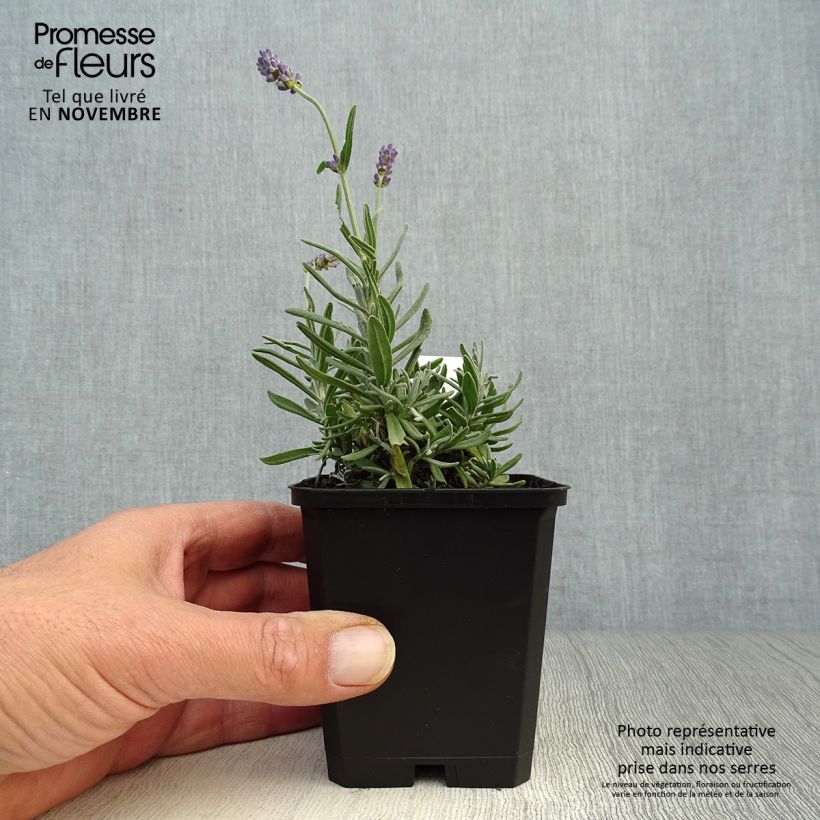 Ejemplar de Lavandula angustifolia Essence Purple - Lavande vraie Godet de 9cm entregado en otoño