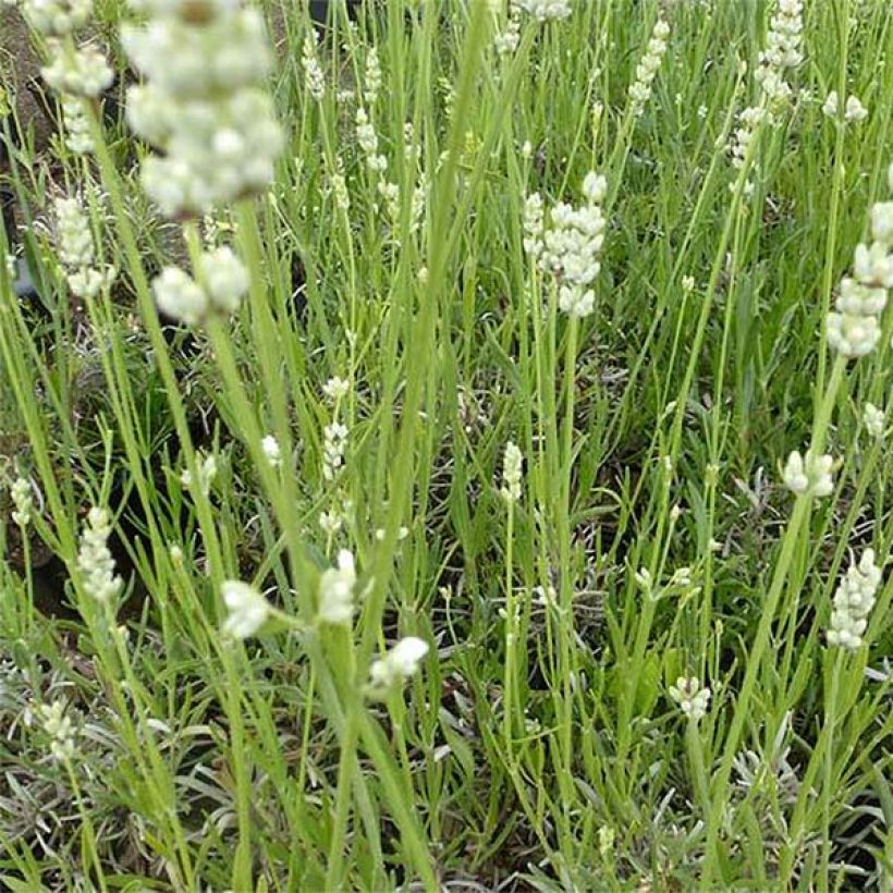 Lavanda angustifolia Hidcote White (Floración)