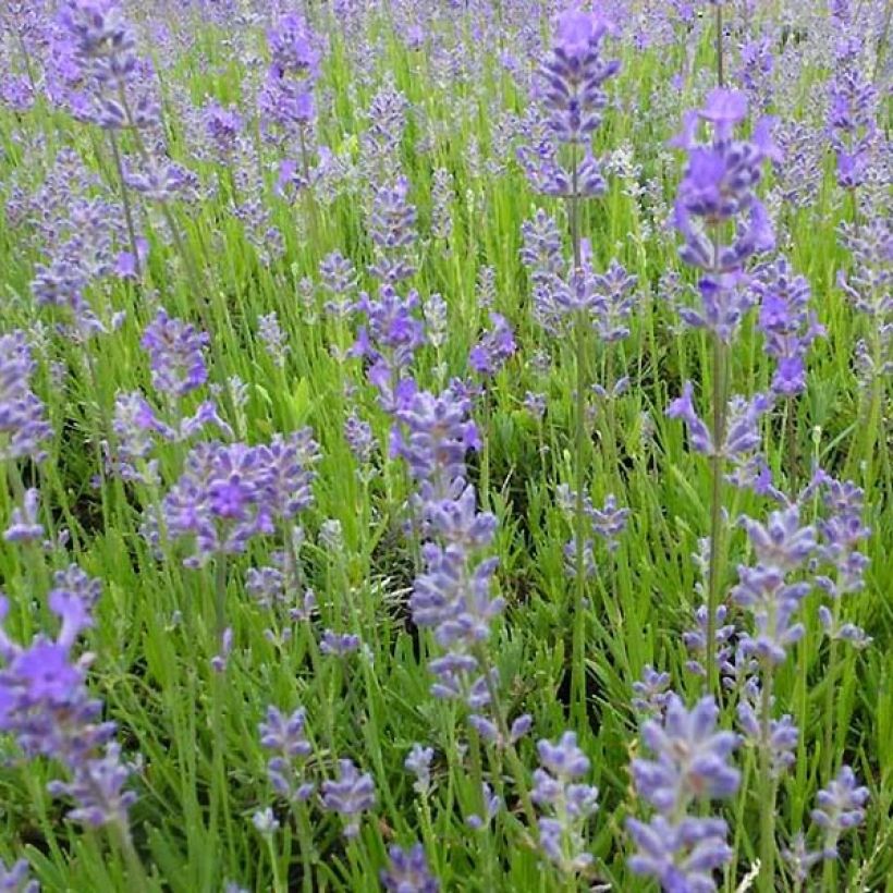 Lavanda angustifolia Middachten (Floración)