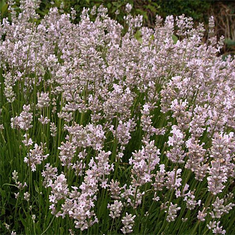 Lavanda angustifolia Rosea (Porte)