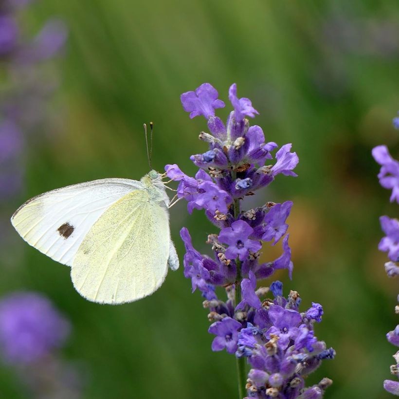 Lavanda angustifolia Siesta (Floración)